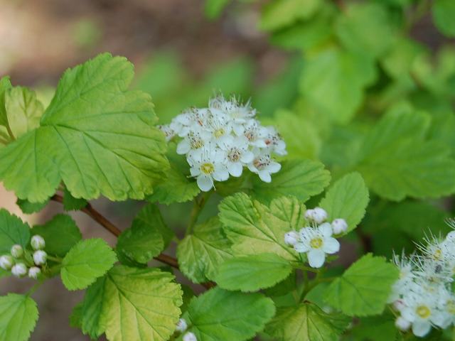 黄金小手毬 オウゴンコデマリ 花の仲間調べ