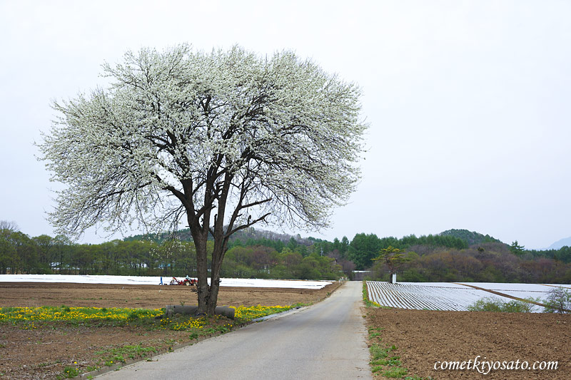 野辺山エリアのヤマナシの木_b0179231_13184583.jpg