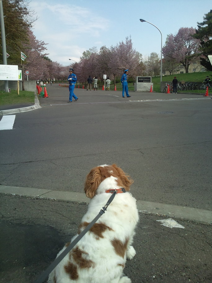 桜 散りました。_c0051132_2257509.jpg