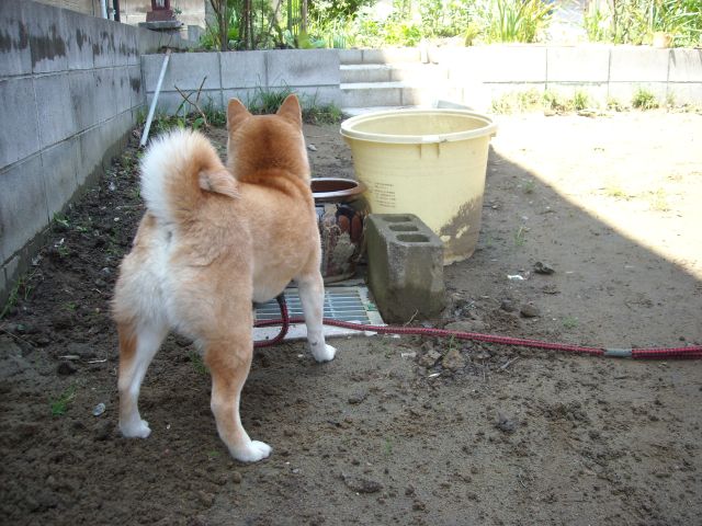 庭いじり 大多喜城下通りの看板娘 柴犬 今日の小雪さん