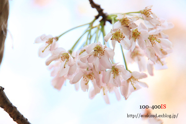 《花》　思川（桜）　18-270mm　（振興センター）_c0080036_22525842.jpg