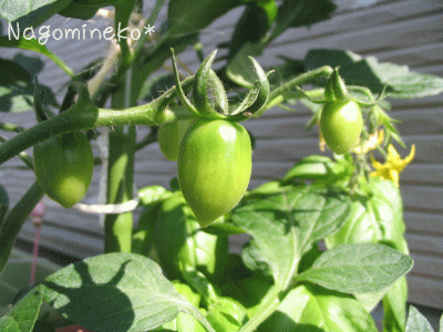 a0166338_10124839.gif