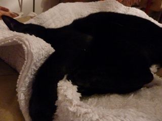 猫の手会員猫 のぇる編。_a0143140_22355360.jpg