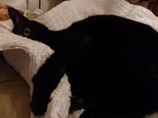 猫の手会員猫 のぇる編。_a0143140_22362748.jpg