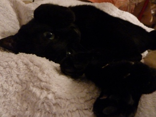 猫の手会員猫 のぇる編。_a0143140_22372852.jpg