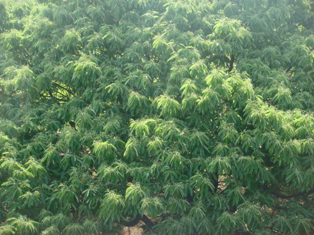 b0097645_1330351.jpg
