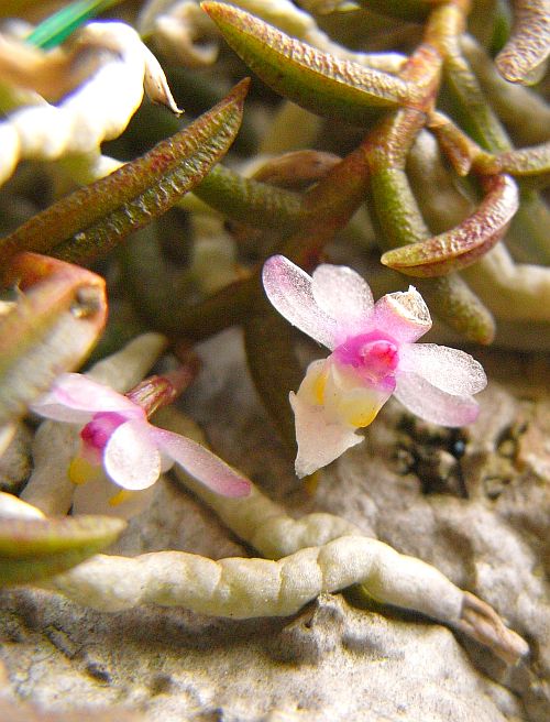 Cleisostoma scolopendrifolium_b0135345_958016.jpg