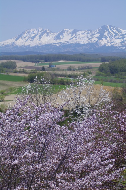 爛漫の時　　　～　深山峠から_b0133447_21144352.jpg