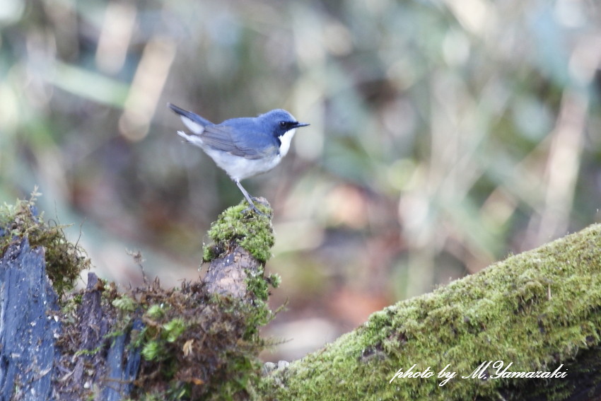 青い鳥　コルリを求めて_c0217255_1693466.jpg