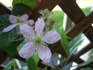 b0186258_932151.jpg
