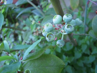 b0186258_934741.jpg