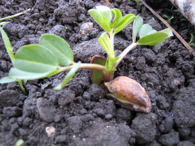 e0121558_11946.jpg