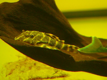 大きいことが素晴らしいコト☆ : リミックス名東店熱帯魚