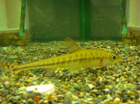 大きいことが素晴らしいコト☆ : リミックス名東店熱帯魚