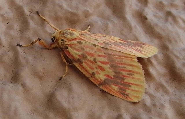 b0070071_81353.jpg