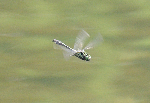 World Biodiversity Day_e0167571_16502956.jpg