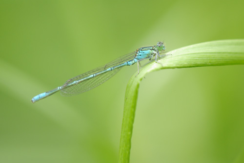 World Biodiversity Day_e0167571_16523736.jpg