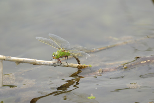 World Biodiversity Day_e0167571_1653158.jpg