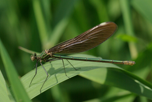 World Biodiversity Day_e0167571_16551170.jpg