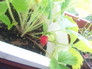 f0057078_11502261.jpg