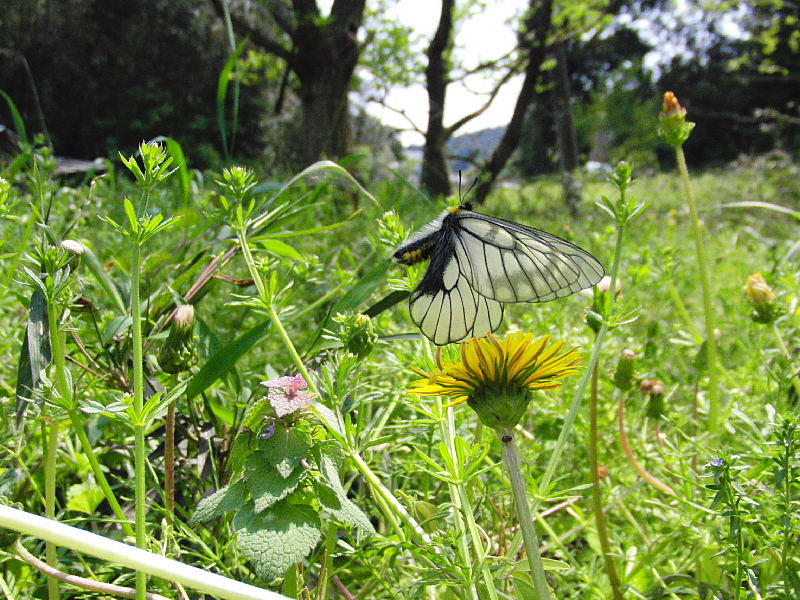 小畦川便り（2010/05/05）_f0031682_22574027.jpg