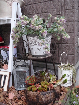 オレガノ ケントビューティー やさしいきもち