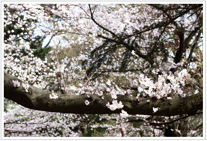 久々の40Dの花写真　_f0139890_1648211.jpg