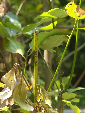 ヒメリンゴカミキリと思われる幼虫_c0196900_21162186.jpg