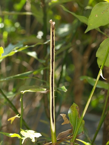 ヒメリンゴカミキリと思われる幼虫_c0196900_21193254.jpg