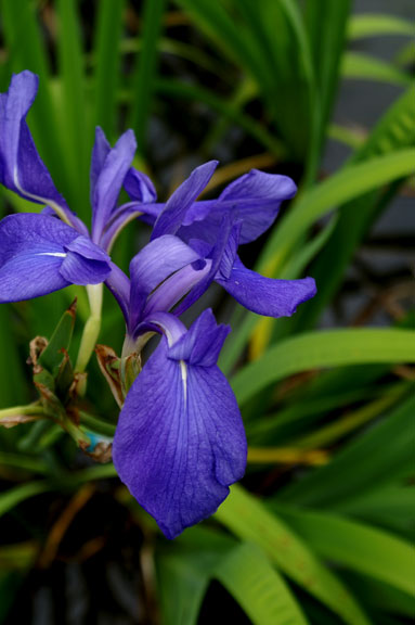 無量寿寺のカキツバタ_d0116400_13571014.jpg