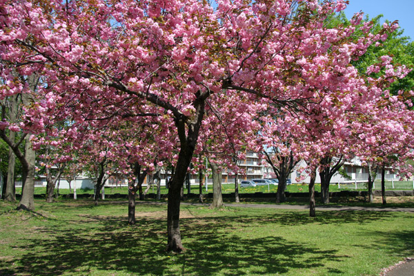 満開の八重桜＠札幌・農試公園_d0117900_21515216.jpg