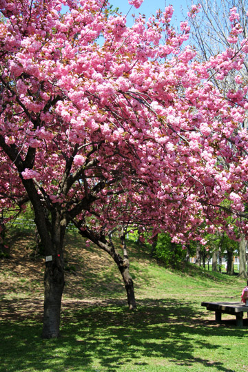 満開の八重桜＠札幌・農試公園_d0117900_21524645.jpg