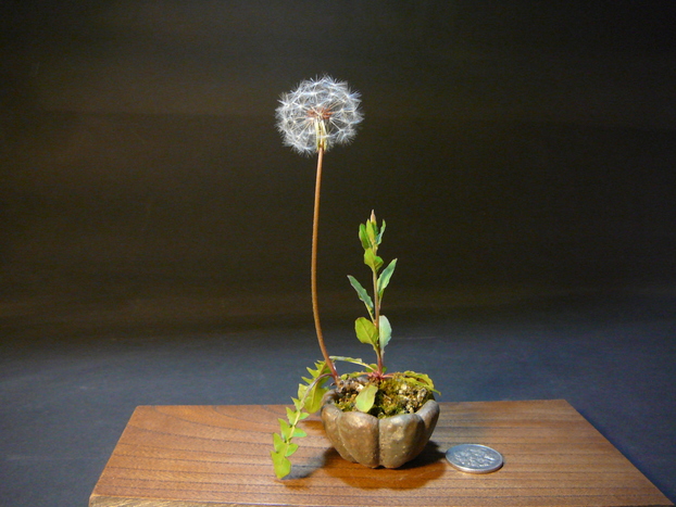 たんぽぽ : 井上惠介の陶芸と盆栽の日々