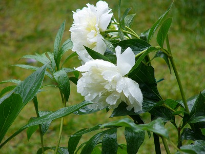 大荒れの天気　庭の花_a0123003_2022335.jpg