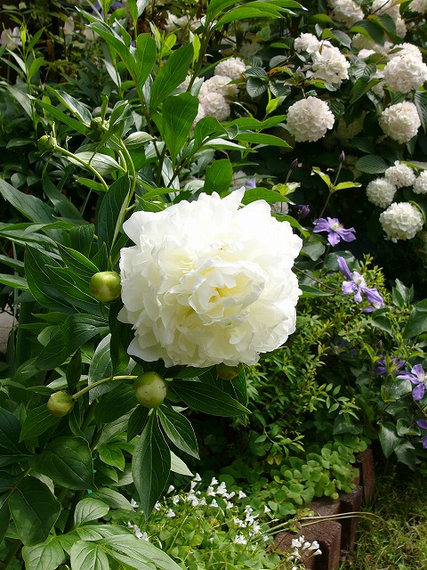 大荒れの天気　庭の花_a0123003_20303916.jpg