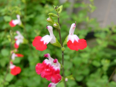 大荒れの天気　庭の花_a0123003_21163265.jpg