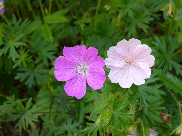 大荒れの天気　庭の花_a0123003_2145442.jpg