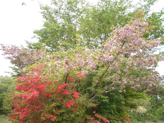 b0172805_23361369.jpg