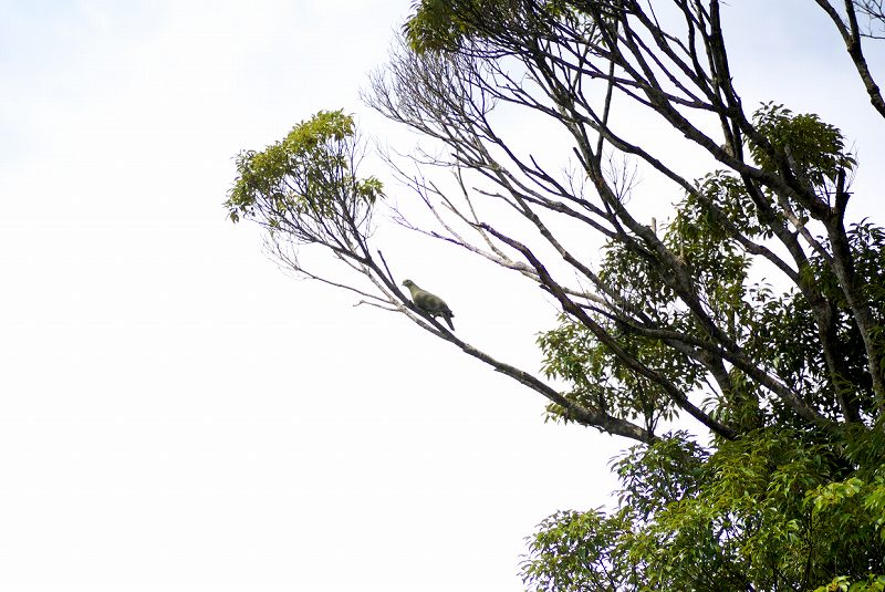 b0174905_4451891.jpg