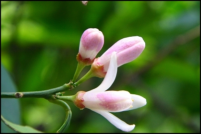 レモンの花　ほか_c0079206_133698.jpg