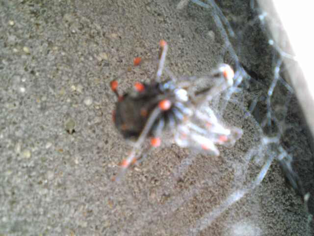 赤いつぶつぶをつけた蜘蛛が巣を作っています 昆虫ブログ むし探検広場