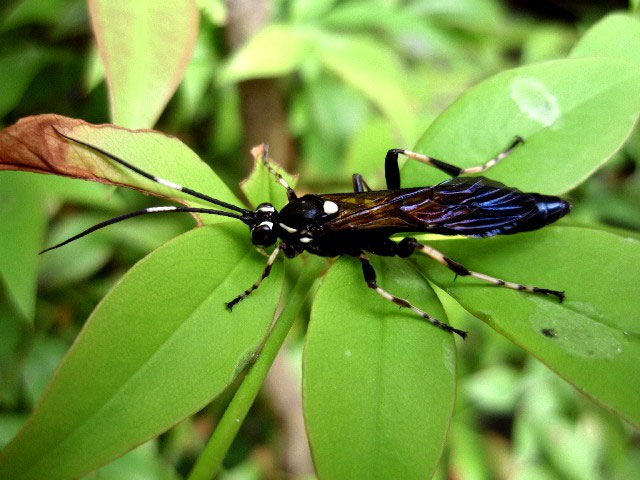 黒い体に白のアクセントが美しい虫 昆虫ブログ むし探検広場 黒い体に白のアクセントが美しい虫 昆虫ブログ むし探検広場