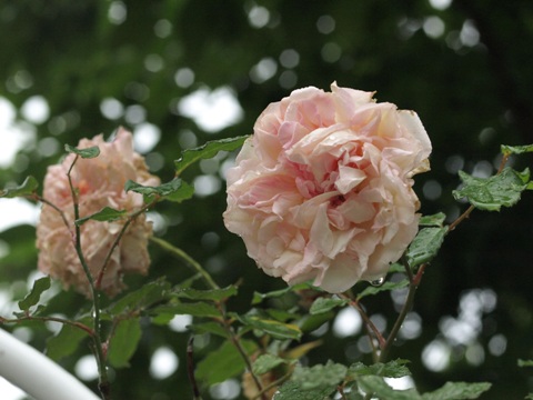 b0026408_7204776.jpg