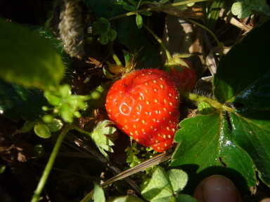 c0092408_16213935.jpg