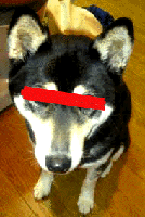 e0103408_13261147.gif
