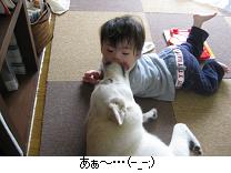 お姉ちゃんの立場は辛いワン。_c0182012_975319.jpg