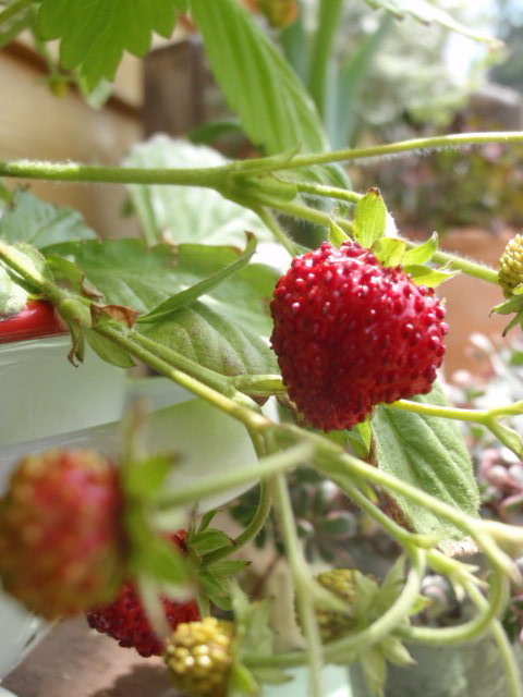 e0136620_7232158.jpg