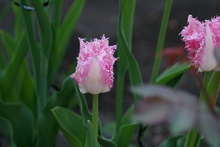 f0170524_8225947.jpg
