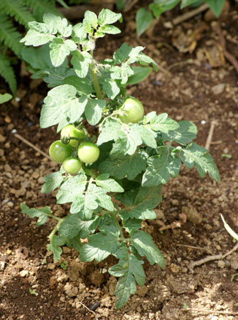 栽培植物観察日記_c0184125_2235351.jpg