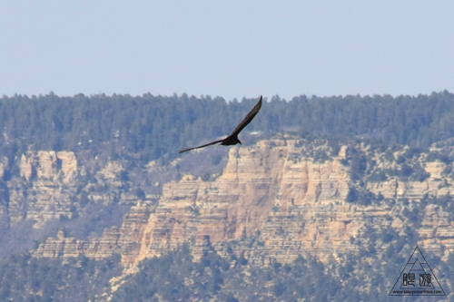 044 Grand Canyon National Park ~壮大~_c0211532_14432834.jpg